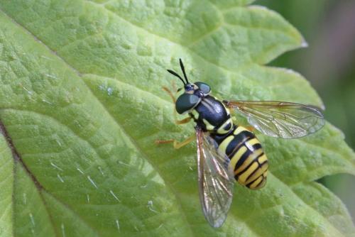 Chrysotoxum verralli